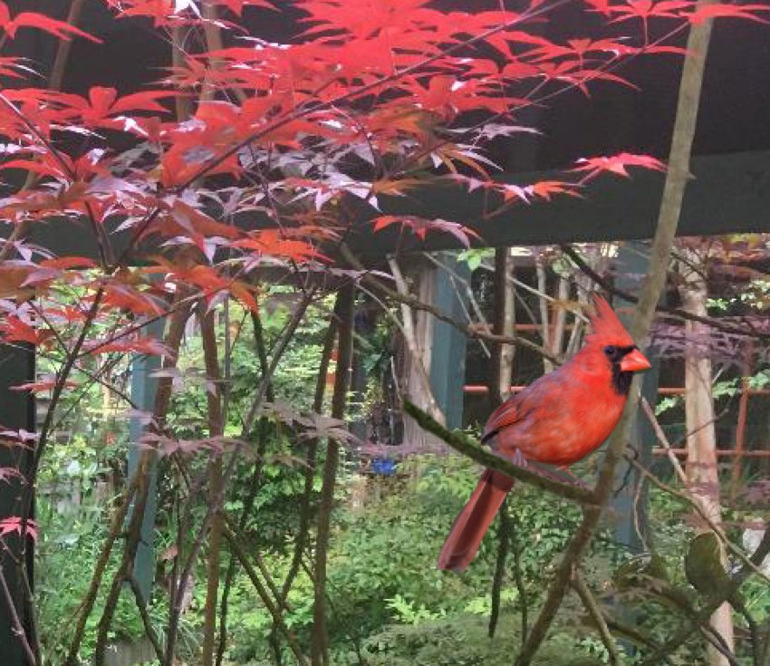 A cardinal looks over Felder Rushing’s garden.